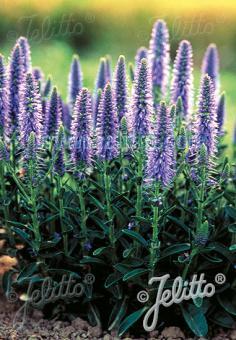 Veronica spicata f. nana Blue Carpet