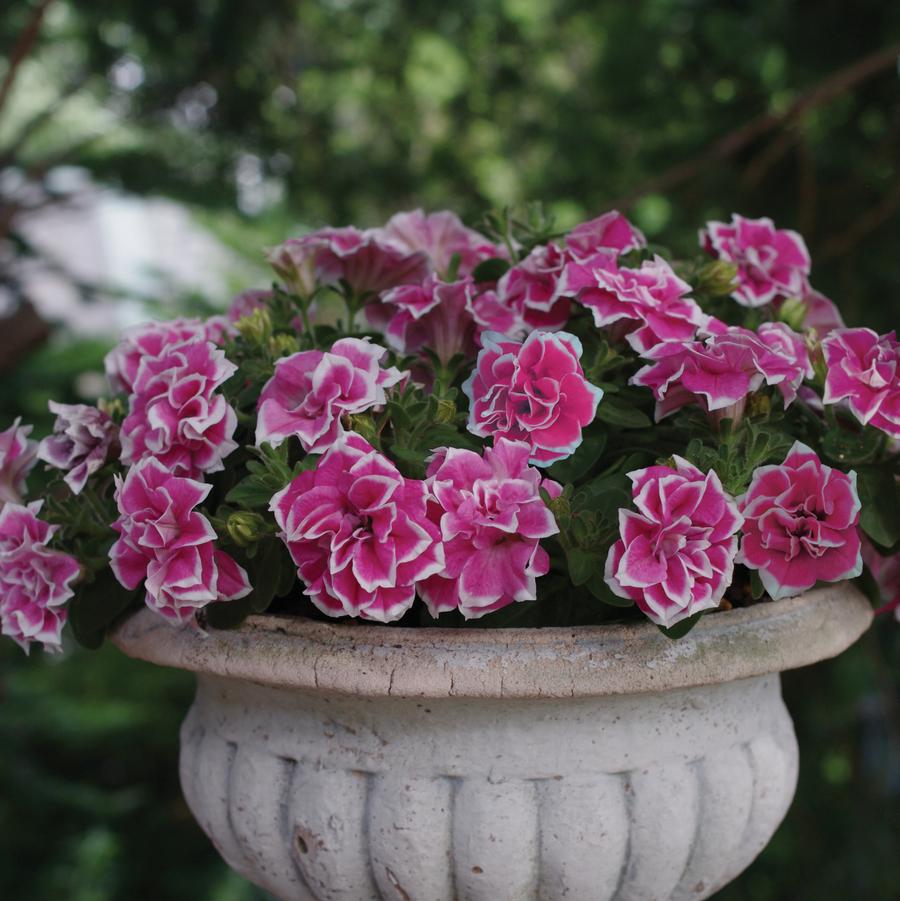 Petunia Jewel Pink Diamond