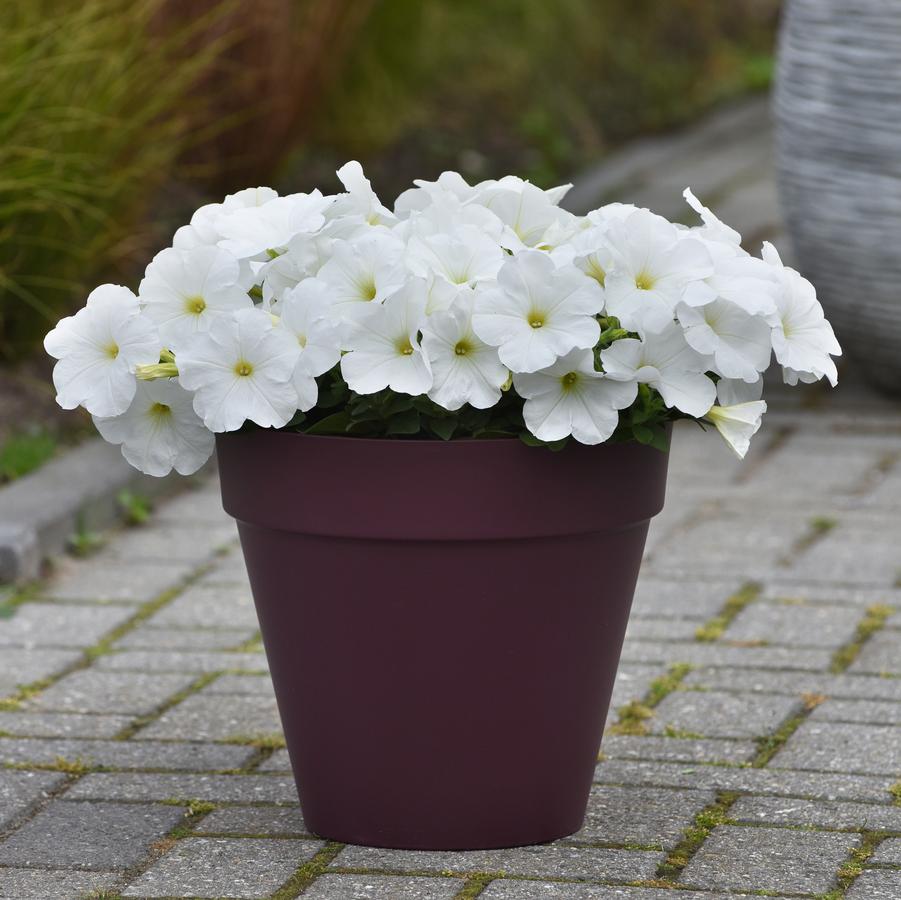 Petunia E3 Easy Wave White