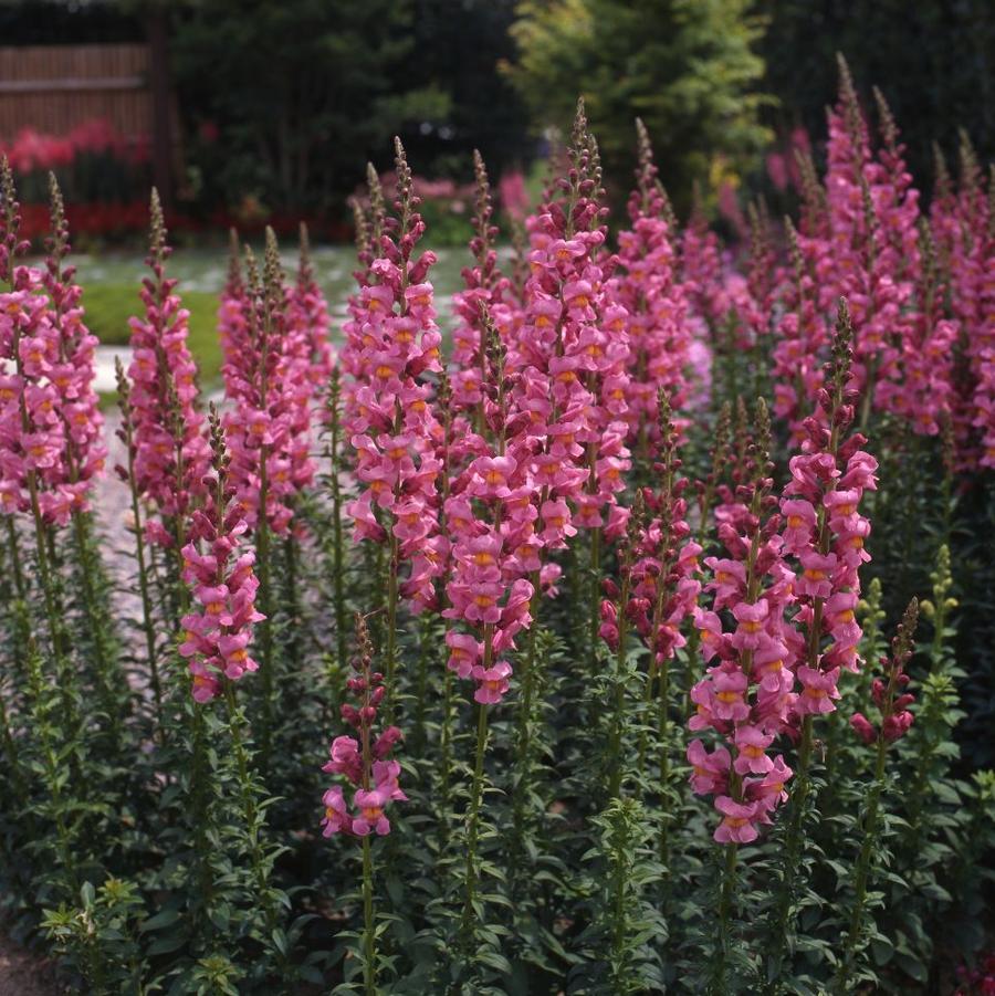 Snapdragon Rocket Rose Shades