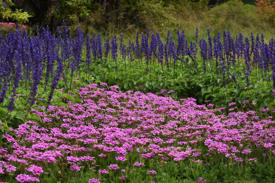 Trailing Verbena 'Endurascape Pink Bicolour' from Wallish Greenhouses