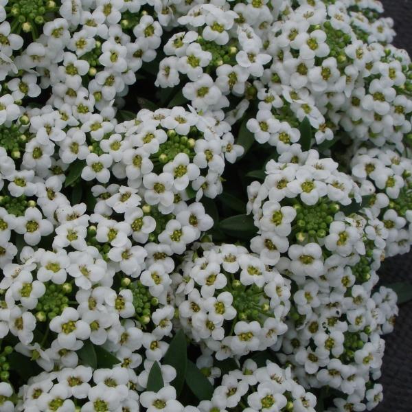 Alyssum Sweetie White