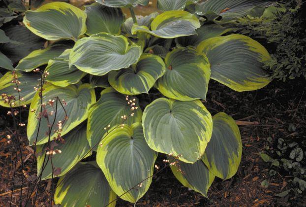 Hosta Earth Angel