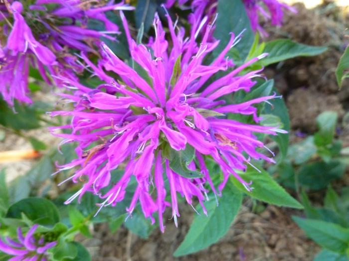 Monarda didyma Balmy™ Lilac