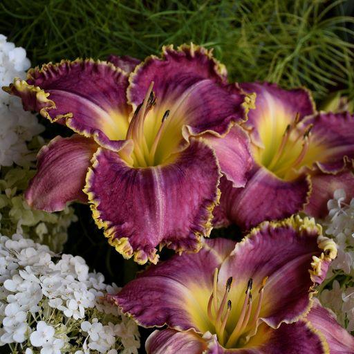 Hemerocallis Raspberry Eclipse