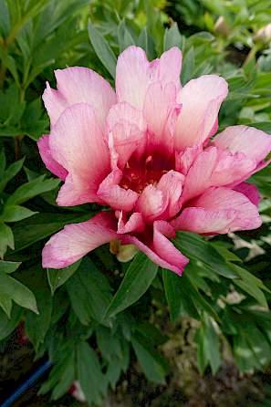 Paeonia Hillary