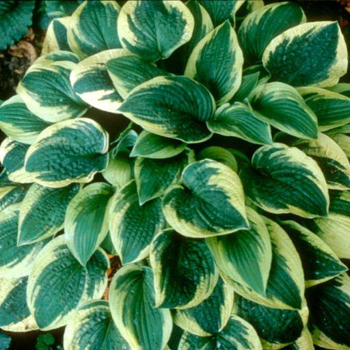 Hosta Wide Brim