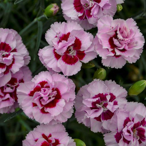 Dianthus Pretty Poppers® Kiss and Tell