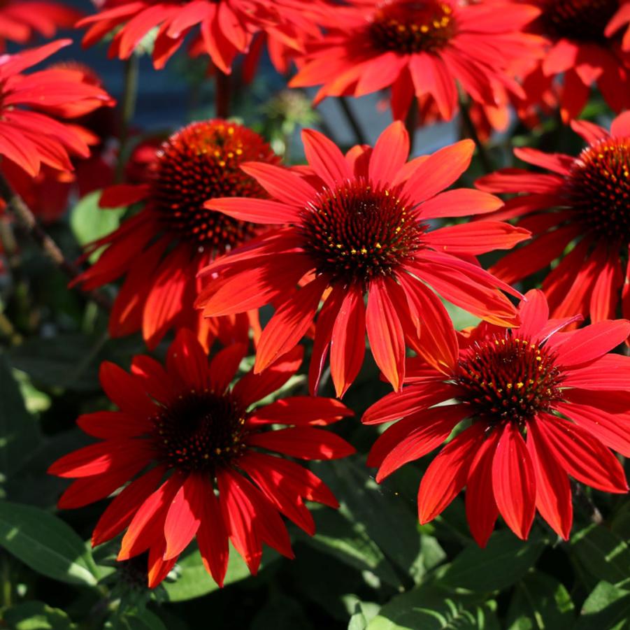 Echinacea Sombrero® Sangrita