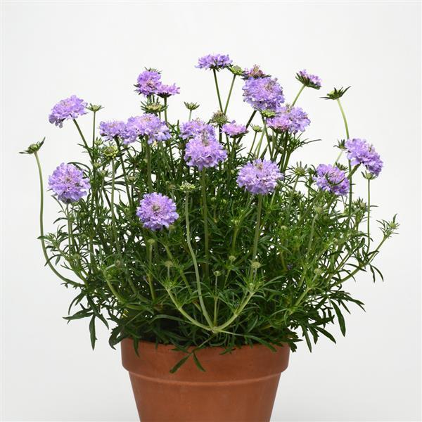 Scabiosa columbaria Flutter Blue Deep