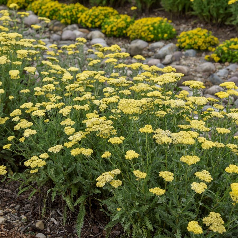 Achillea millefolium Sassy Summer Silver