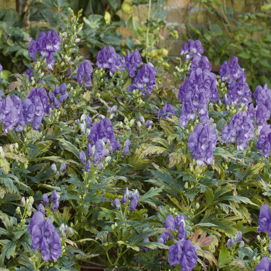Aconitum carmichaelii Arendsii