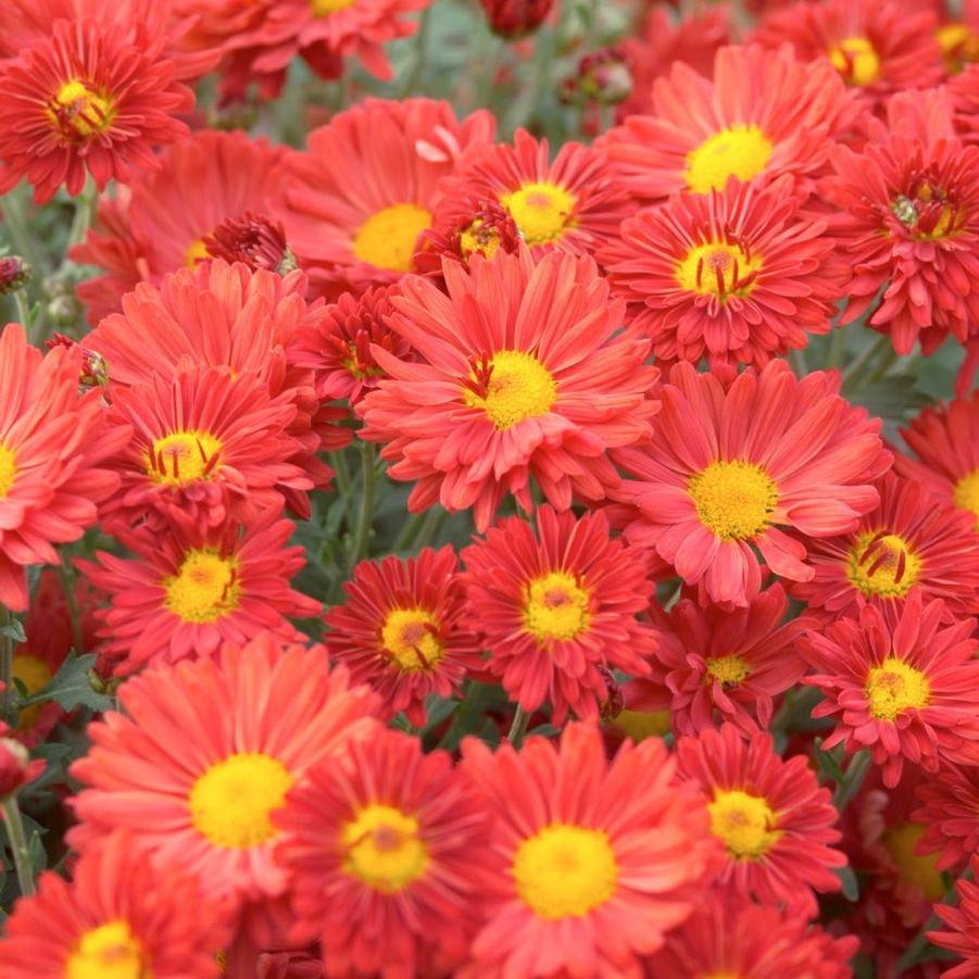 Chrysanthemum Mammoth Dark Bronze Daisy