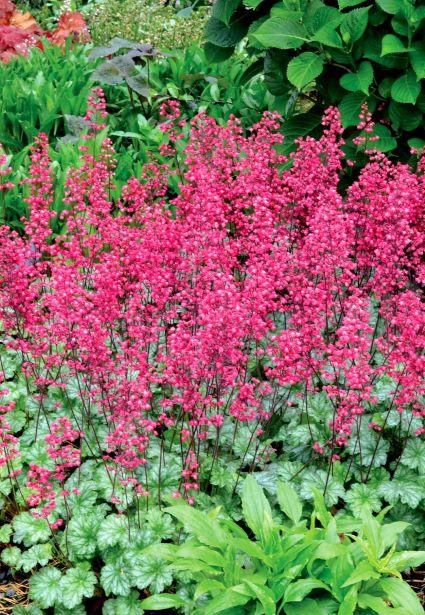 Heuchera Paris