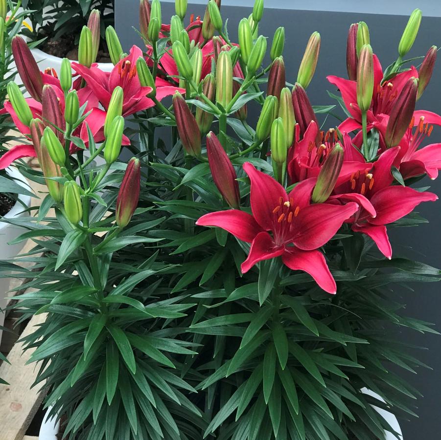 Lilium asiaticum Lily Looks Tiny Ghost