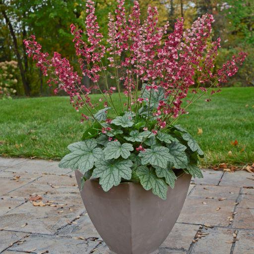 Heuchera Berry Timeless