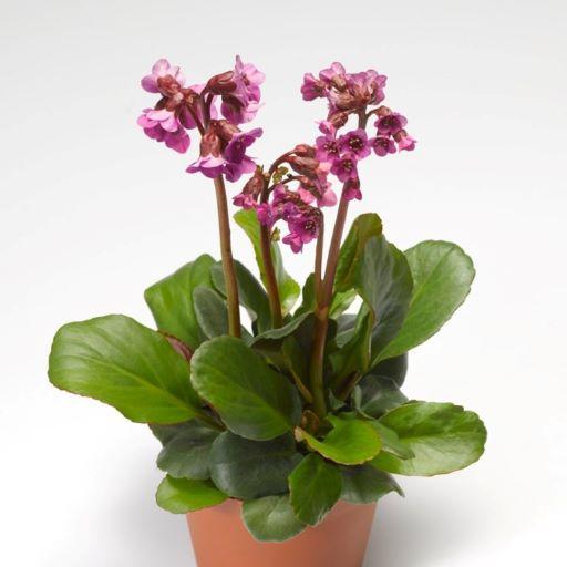 Bergenia cordifolia Shoeshine™ Rose