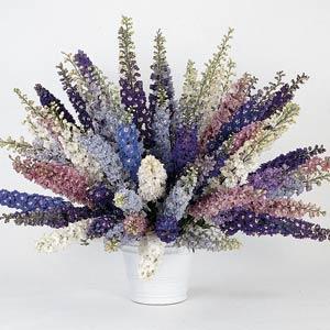 Delphinium Pacific Giants Mix