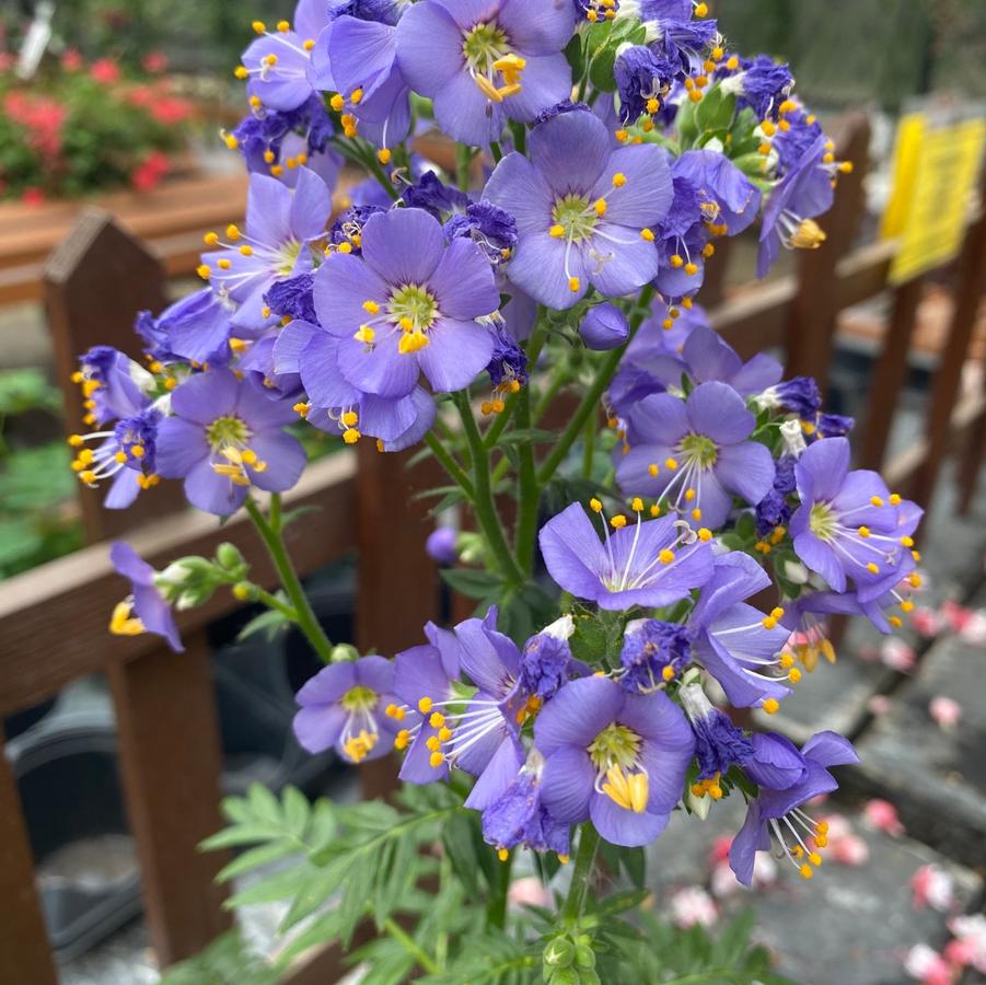 Polemonium boreale Heavenly Habit