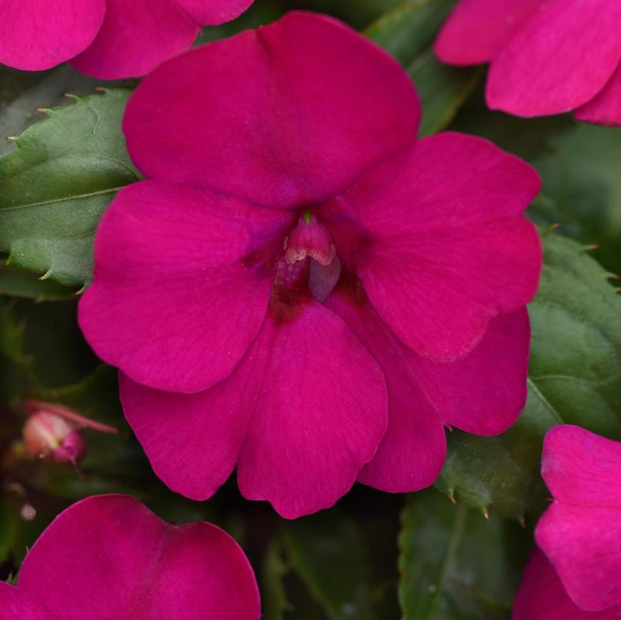 Impatiens Solarscape™ Neon Purple