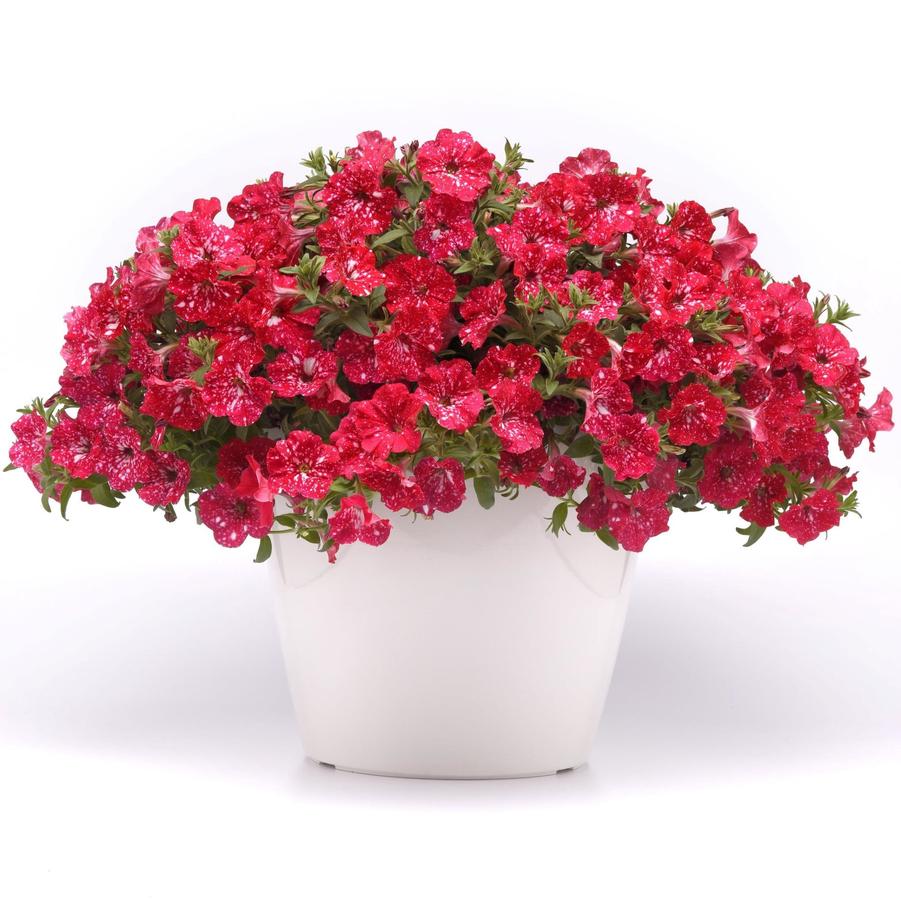 Petunia Headliner™ Strawberry Sky