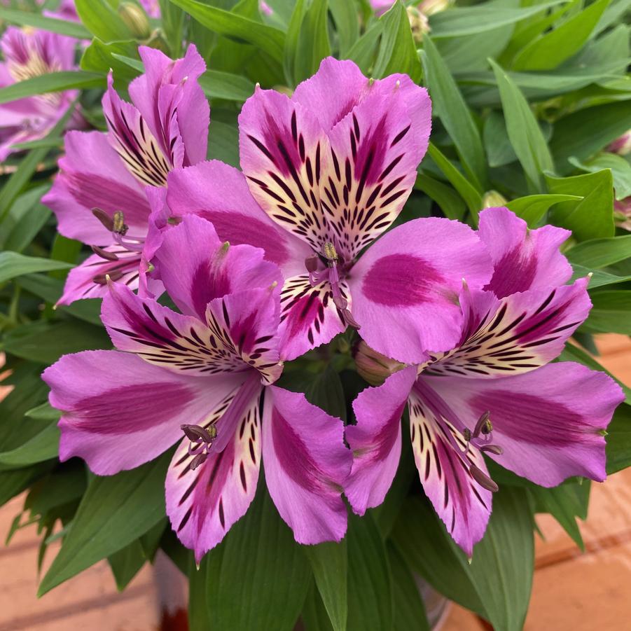 Alstroemeria Colorita&reg; Mulan&reg;