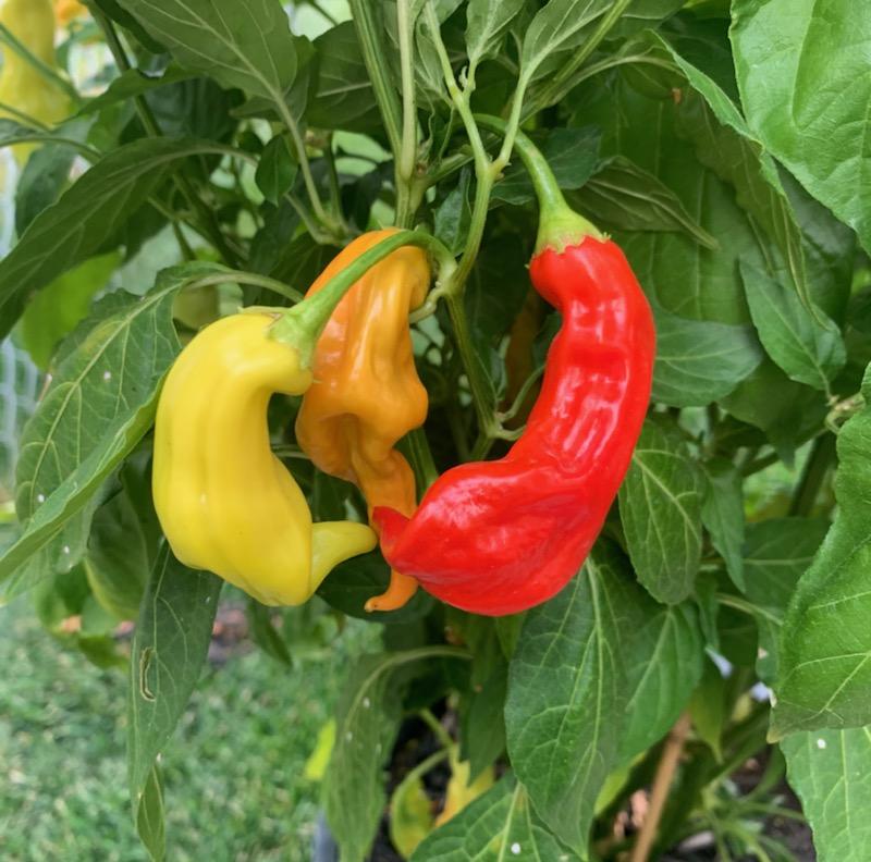 Pepper Capsicum Baccatum Sugar Rush Red