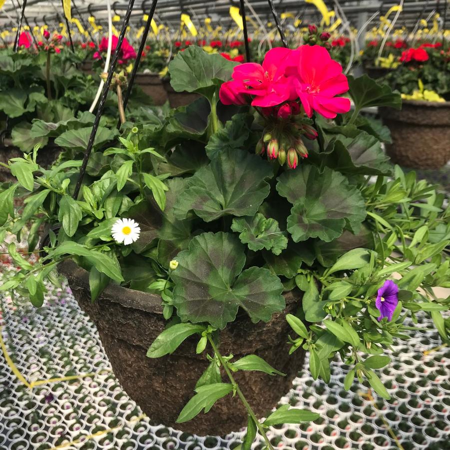 Hanging Basket: Mixed Geranium 