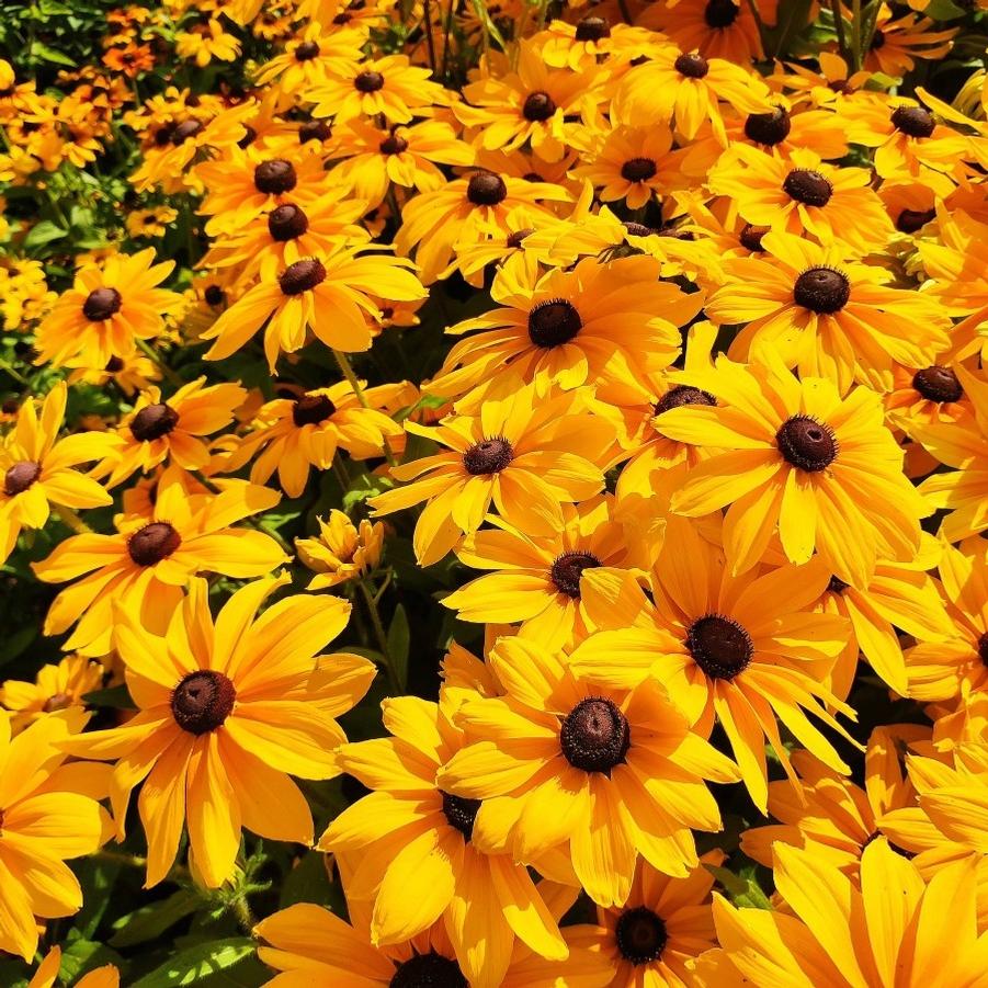 Rudbeckia Sunspot Gold