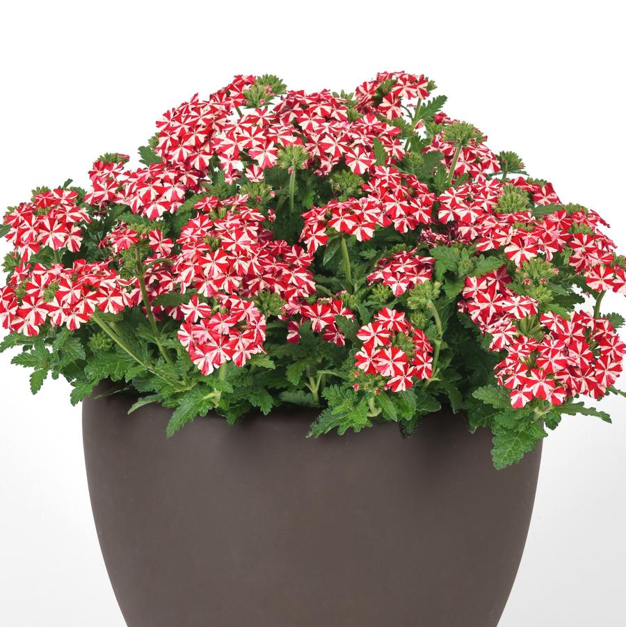 Trailing Verbena Firehouse™ Peppermint