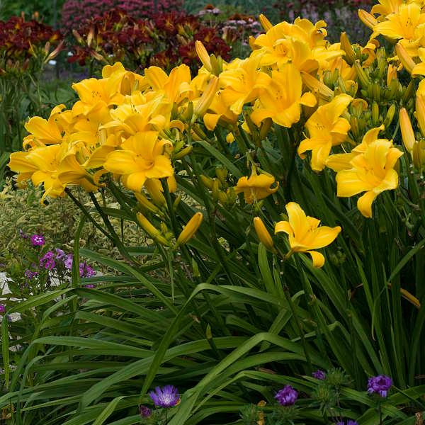 Hemerocallis Buttered Popcorn