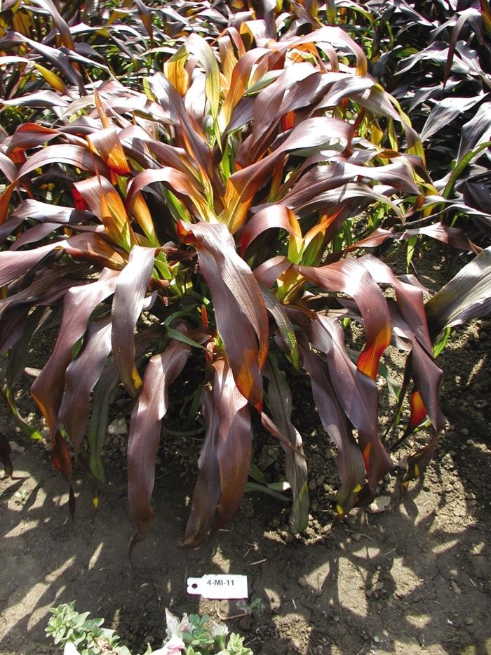 Ornamental Millet Jester