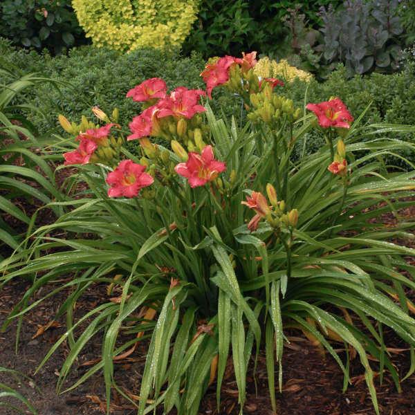 Hemerocallis Passionate Returns