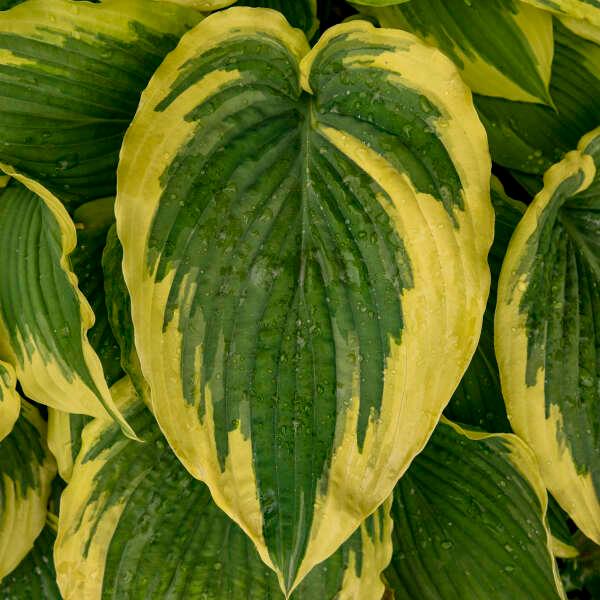 Hosta Drop Dead Gorgeous