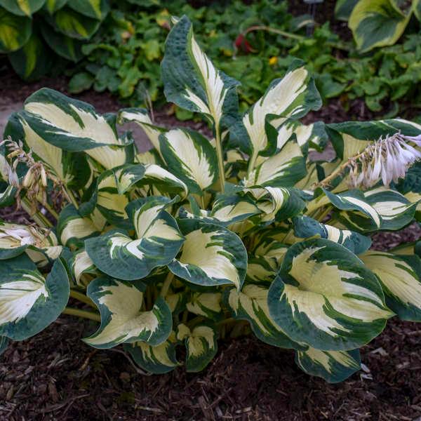 Hosta Hans