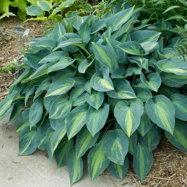 Hosta June