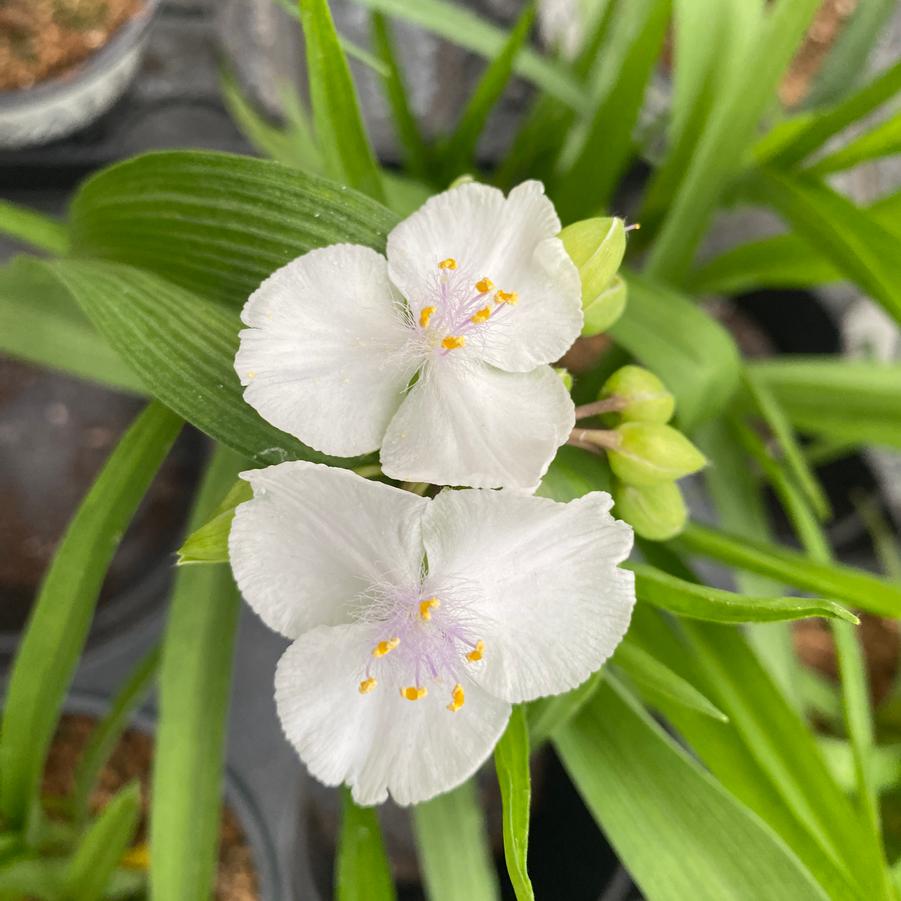 Tradescantia (per) Snowcap