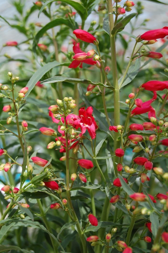 Penstemon Schmidel Red Riding Hood Beardtongue From Wallish Greenhouses