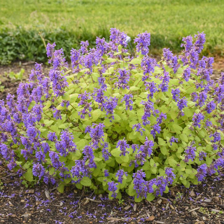 Nepeta (per) Chartreuse on the Loose