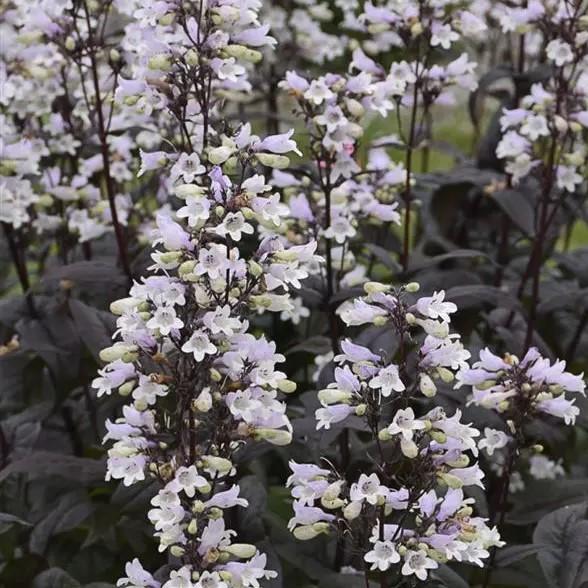 Penstemon digitalis Onyx and Pearls