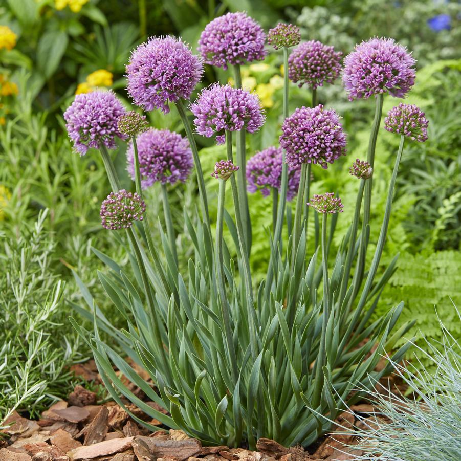 Allium Little Sapphire