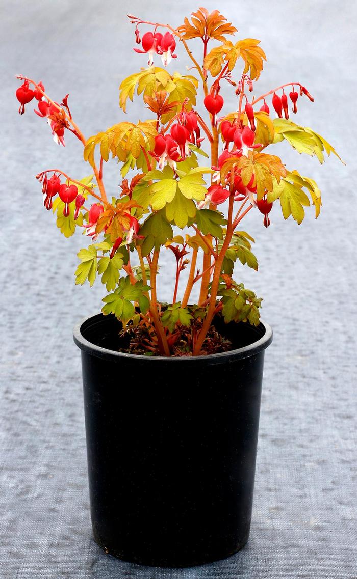 Dicentra spectabilis Ruby Gold