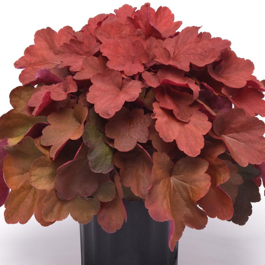 Heuchera Carnival Cinnamon Stick