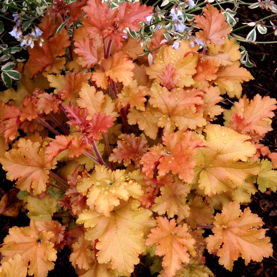 Heuchera Marmalade™