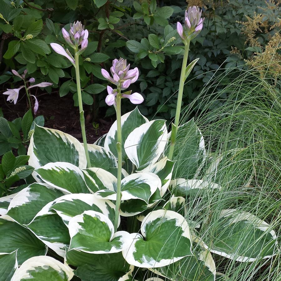 Hosta Patriot