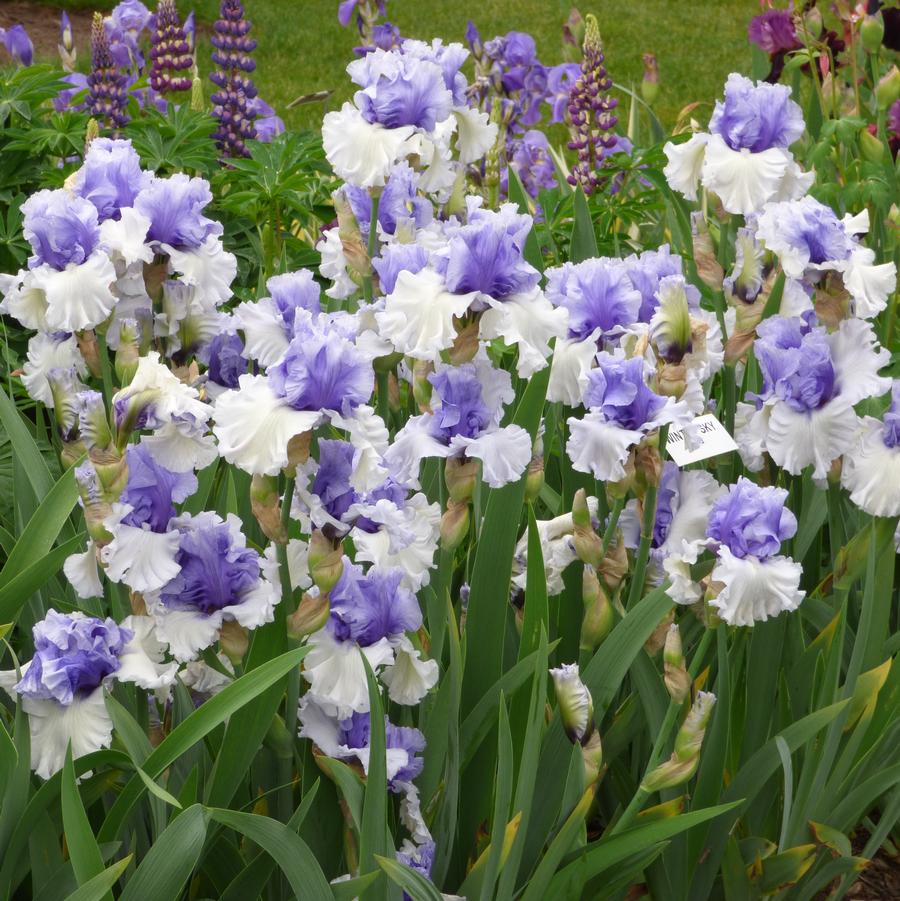 Iris germanica Wintry Sky