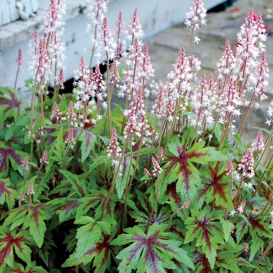 Tiarella cordifolia Sugar and Spice