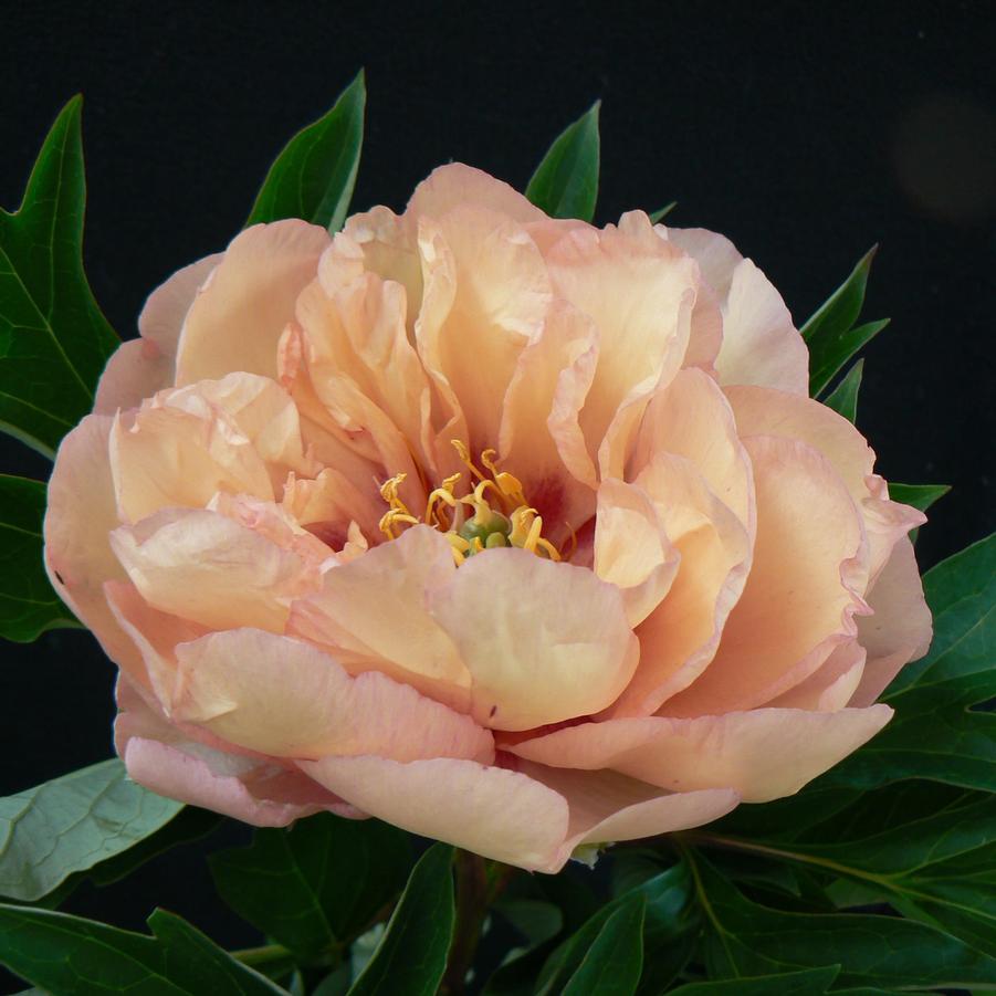 Paeonia Canary Brilliant