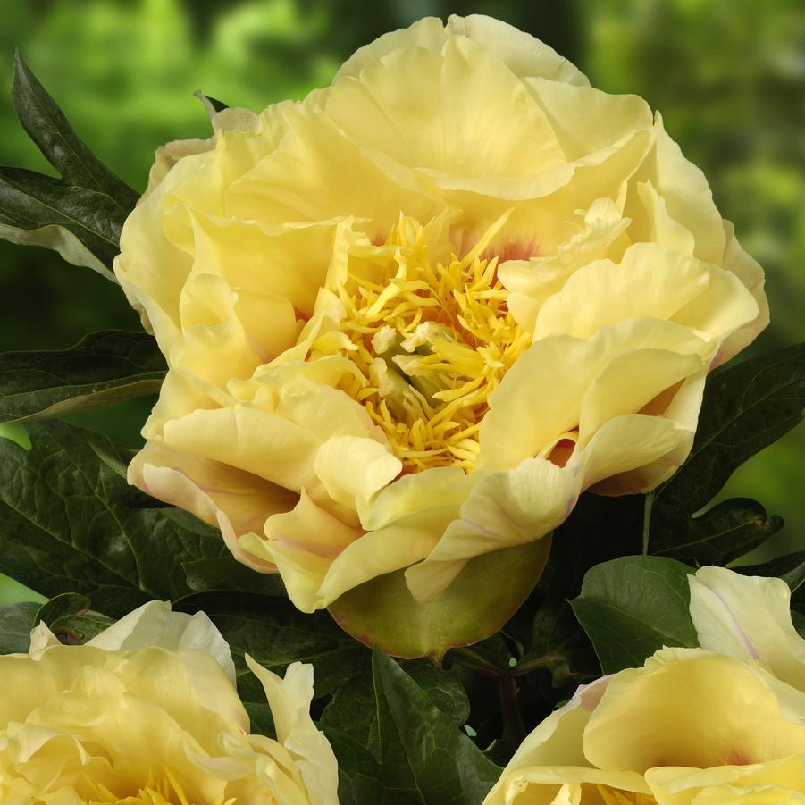 Paeonia Prairie Charm