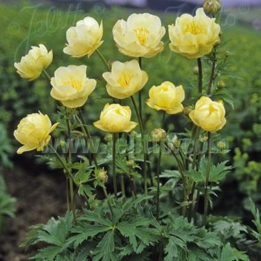 Trollius x cultorum New Moon